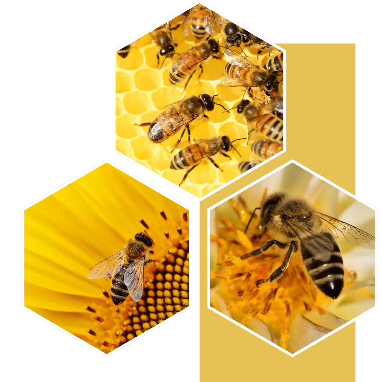 NAPROSTO NEŠKODNÉ - Šetrné k včelám